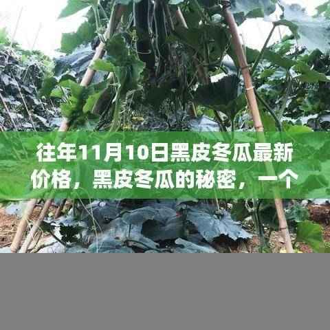 黑皮冬瓜背后的故事，友情、家庭与季节的交织，最新价格揭晓