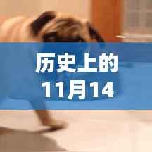 喵星人大战最新版下载回顾，历史盛况与要点详解