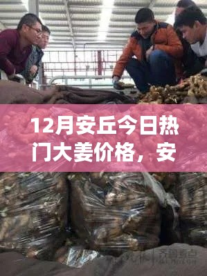 安丘今日热门大姜价格分析与概览