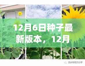 12月6日种子最新版本,播种梦想,成就自信与辉煌