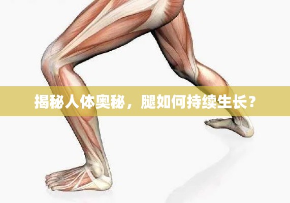 揭秘人体奥秘,腿如何持续生长?