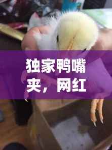 独家鸭嘴夹,网红鸭嘴夹怎么用