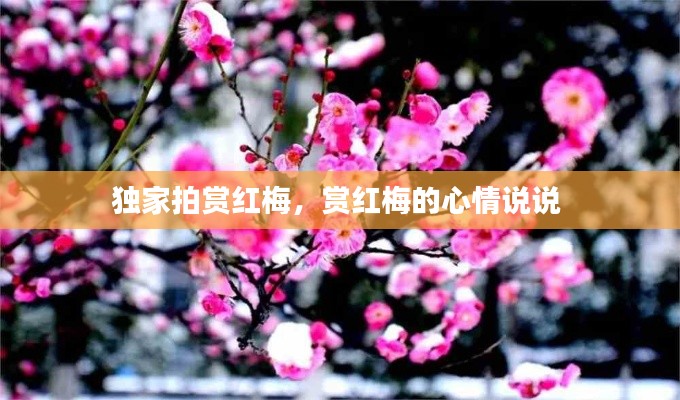 独家拍赏红梅,赏红梅的心情说说