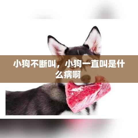 小狗不断叫,小狗一直叫是什么病啊