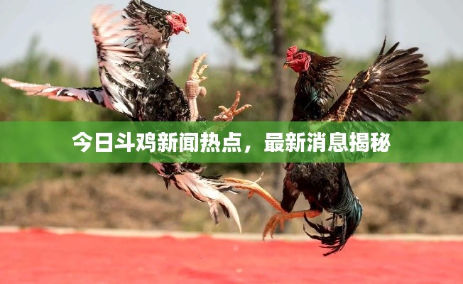 今日斗鸡新闻热点，最新消息揭秘
