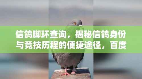 信鸽脚环查询,揭秘信鸽身份与竞技历程的便捷途径,百度一键查询!